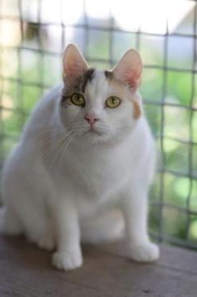 BATIDA-wunderschöne Tricolor-Katze