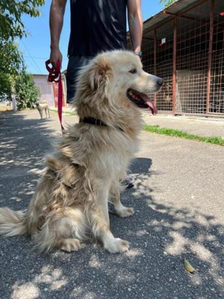 Wuscheliger Medo sucht liebevolles Zuhau