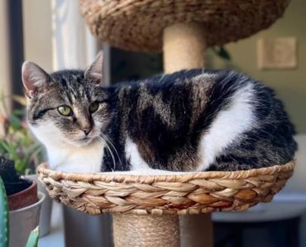 Alma sucht ein liebevolles Zuhause