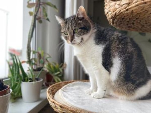 Alma sucht ein liebevolles Zuhause