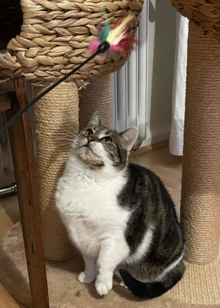 Alma sucht ein liebevolles Zuhause