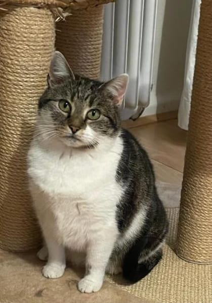 Alma sucht ein liebevolles Zuhause