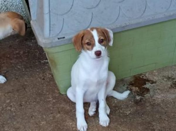 Goldige Codi sucht ihr Zuhause