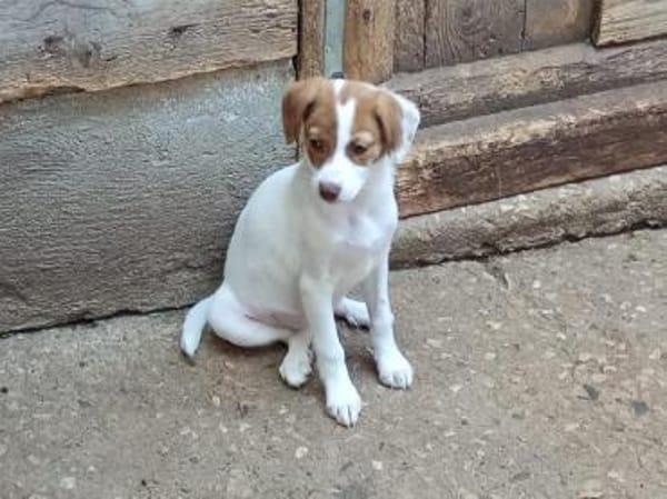 Goldige Codi sucht ihr Zuhause