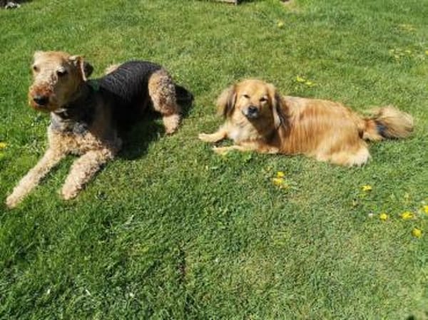 ROBY - Liebe, Zuneigung und Geduld