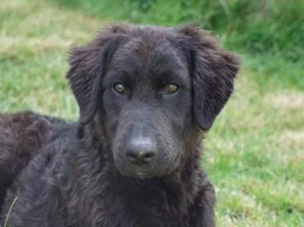 Ist Giasone Ihr neues Familienmitglied?