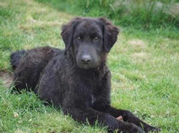 Ist Giasone Ihr neues Familienmitglied?