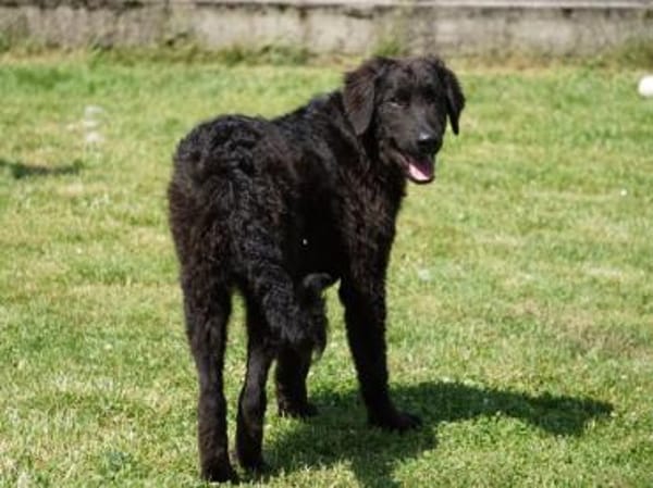 Ist Giasone Ihr neues Familienmitglied?