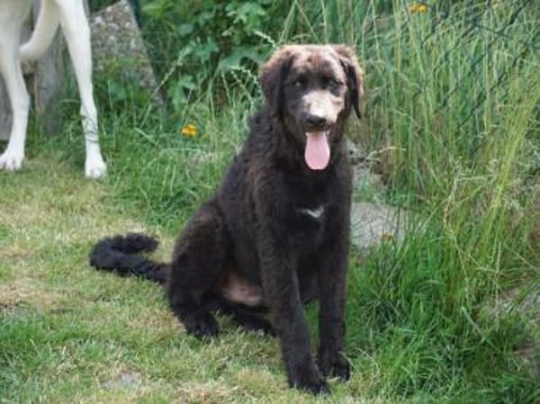 Ist Giasone Ihr neues Familienmitglied?