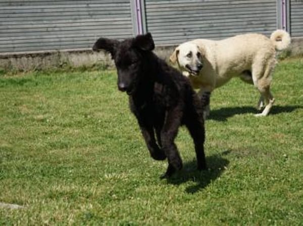 Ist Giasone Ihr neues Familienmitglied?