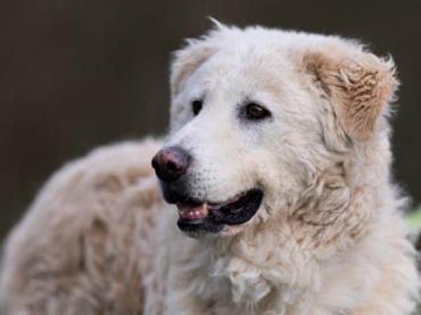 Fido wünscht sich ein eigenes Körbchen