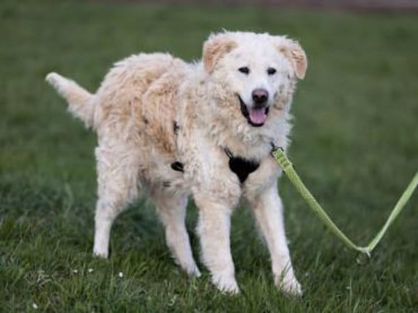 Fido wünscht sich ein eigenes Körbchen