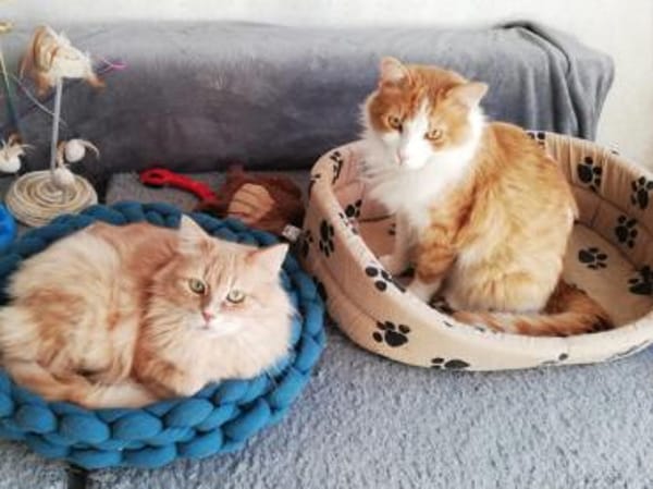 Verschmuster Finn möchte ankommen