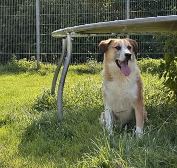 Floyd, gemütlicher Bär sucht