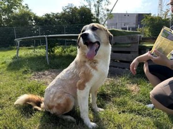 Floyd, gemütlicher Bär sucht