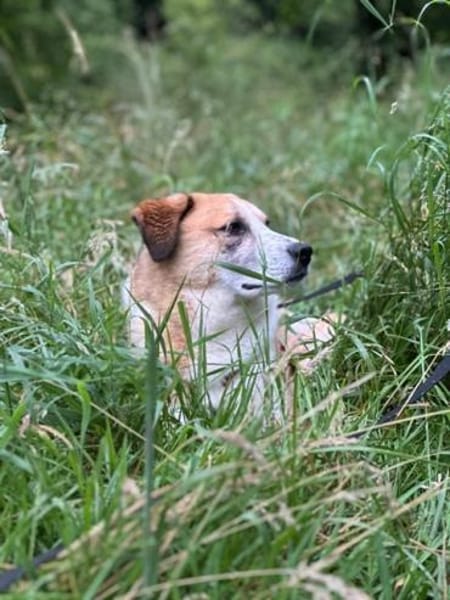 Floyd, gemütlicher Bär sucht