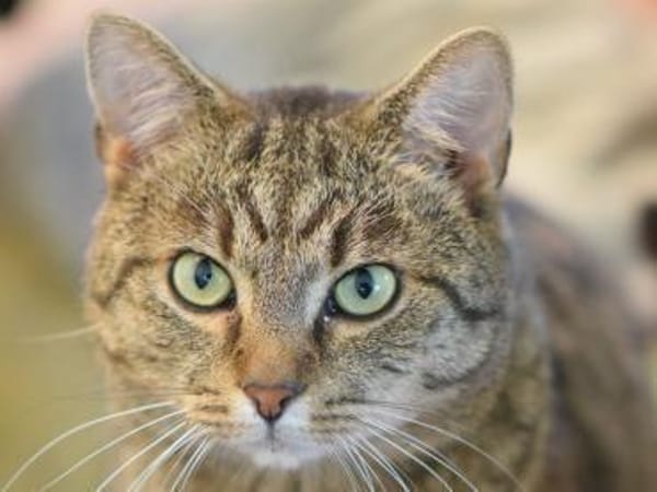 LEO-ruhiger Kater,ein Überlebenskünstler