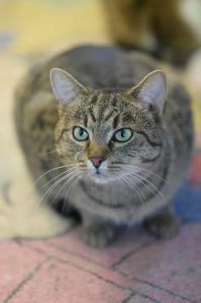 LEO-ruhiger Kater,ein Überlebenskünstler
