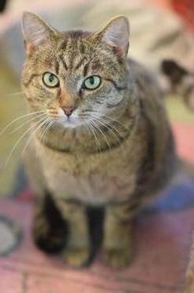 LEO-ruhiger Kater,ein Überlebenskünstler