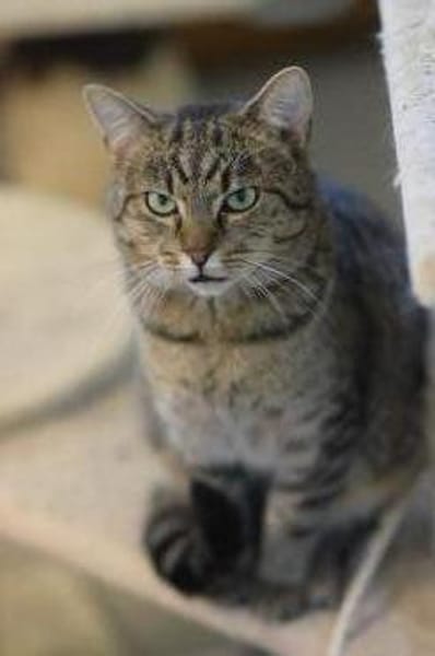 LEO-ruhiger Kater,ein Überlebenskünstler