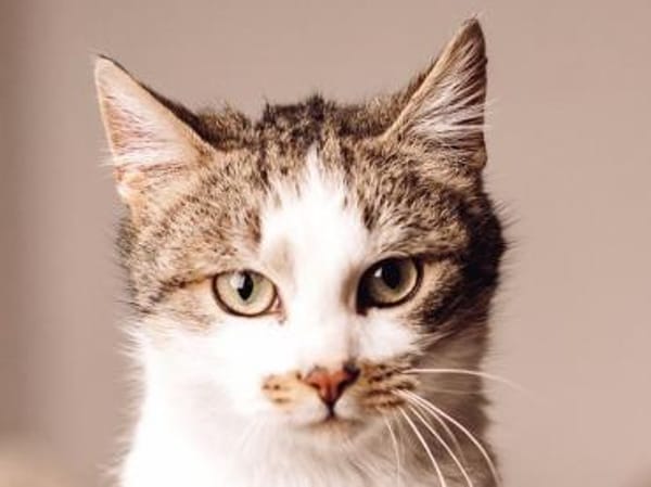 MUFFIN-wunderschöner Jung-Kater