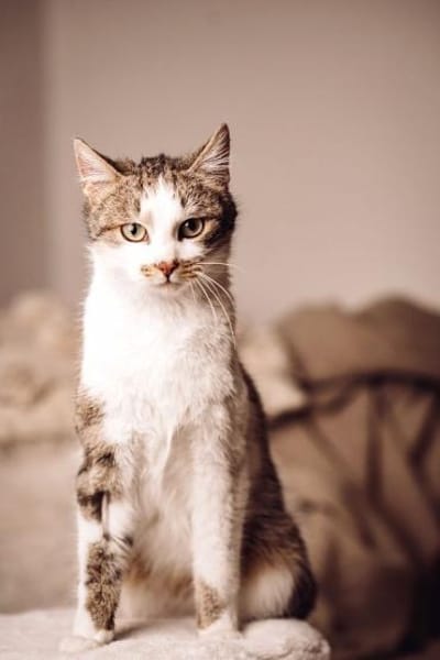 MUFFIN-wunderschöner Jung-Kater