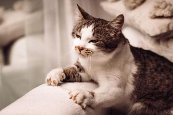 MUFFIN-wunderschöner Jung-Kater