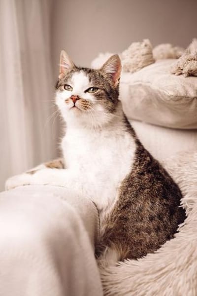 MUFFIN-wunderschöner Jung-Kater