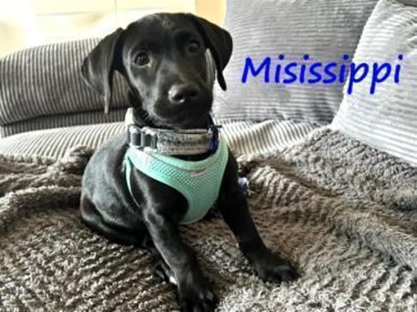 Misissippi kleiner Labrador-Mix Welpe!