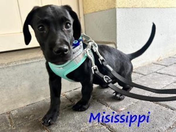 Misissippi kleiner Labrador-Mix Welpe!