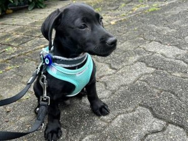 Misissippi kleiner Labrador-Mix Welpe!