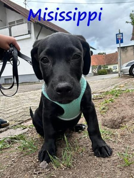Misissippi kleiner Labrador-Mix Welpe!