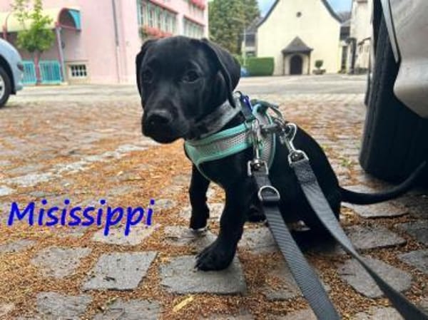 Misissippi kleiner Labrador-Mix Welpe!