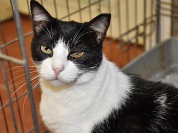 Schmusige Felicia sucht Zuhause