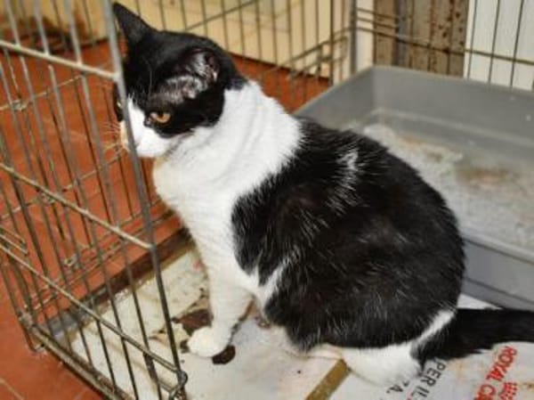 Schmusige Felicia sucht Zuhause