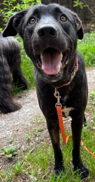 Alonso ein Herz von Hund / PLZ 82284