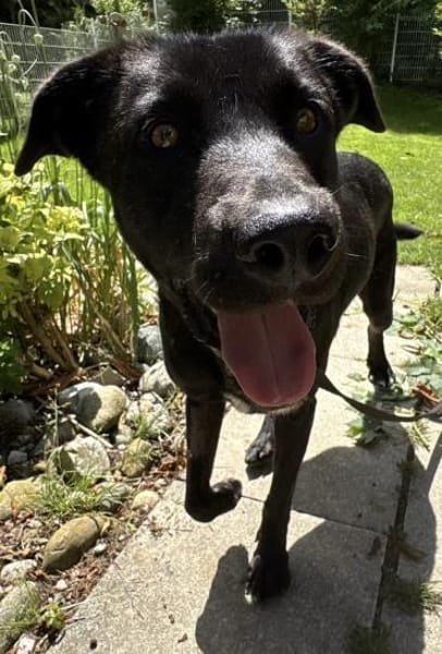 Alonso ein Herz von Hund / PLZ 82284