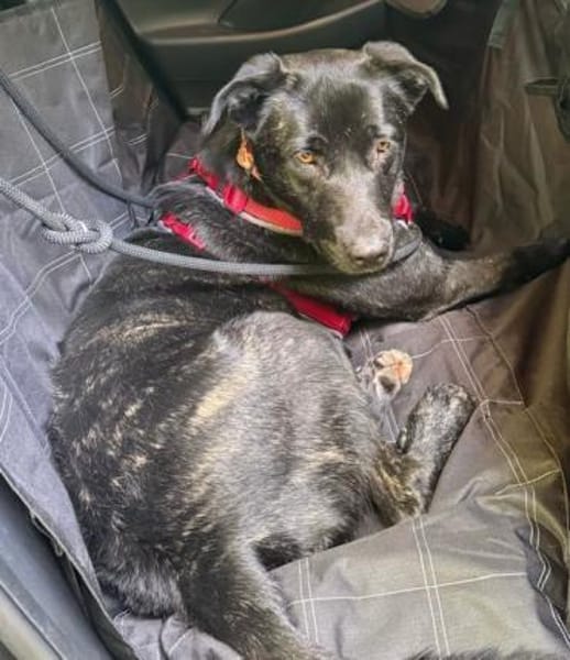 Alonso ein Herz von Hund / PLZ 82284