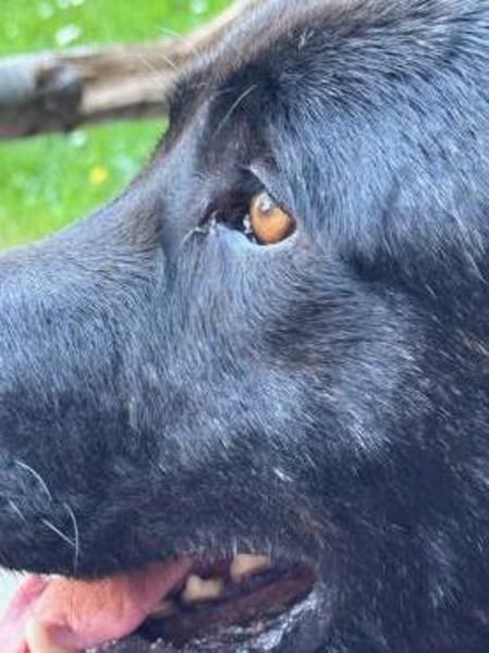 Alonso ein Herz von Hund / PLZ 82284