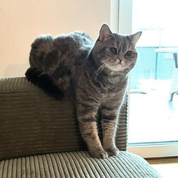 Zwei Schmusetiger suchen gem. Zuhause