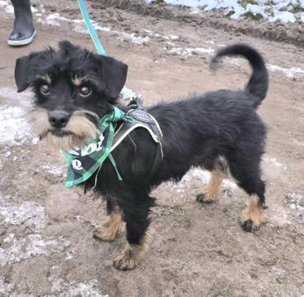 Temperamentvoller Fritz