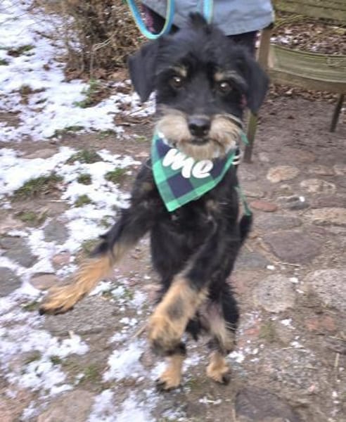 Temperamentvoller Fritz