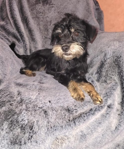 Temperamentvoller Fritz