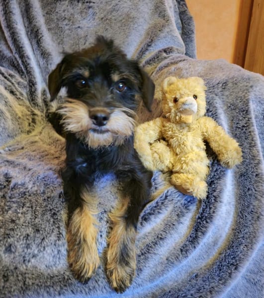 Temperamentvoller Fritz