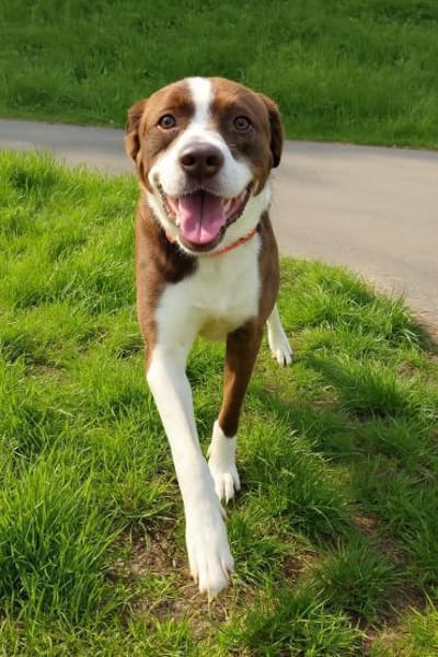 Cayo, 5 Jahre, sucht passenden Deckel