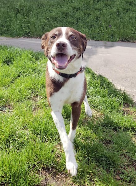 Cayo, 5 Jahre, sucht passenden Deckel