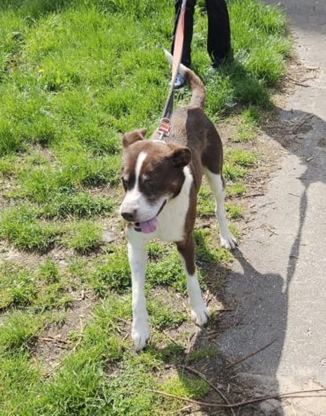Cayo, 5 Jahre, sucht passenden Deckel