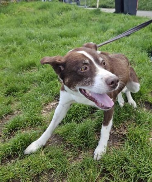 Cayo, 5 Jahre, sucht passenden Deckel