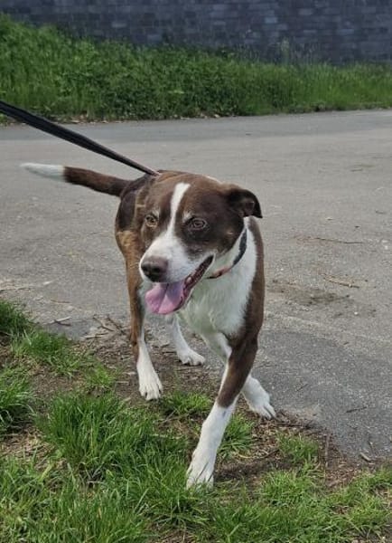 Cayo, 5 Jahre, sucht passenden Deckel