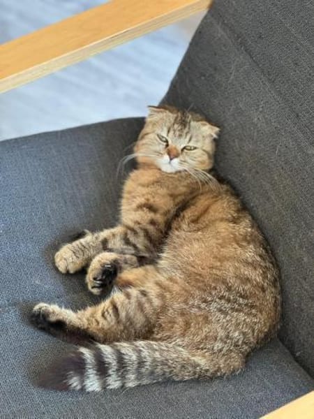 Hanuta sucht ein liebevolles Zuhause